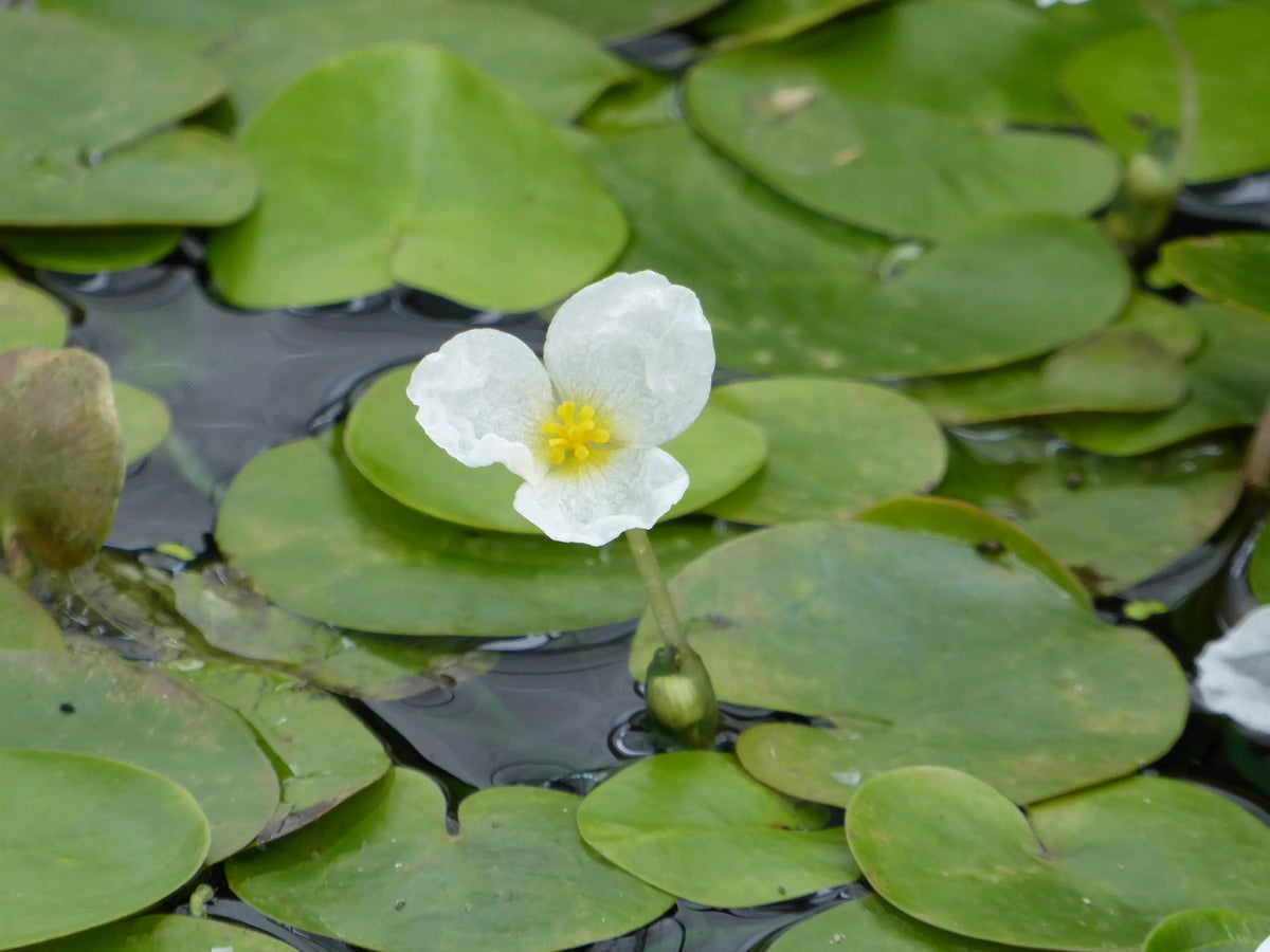 Hydrocharis morsus-ranae Pond Plant - Pack of 5