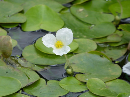 Hydrocharis morsus-ranae Pond Plant - Pack of 5