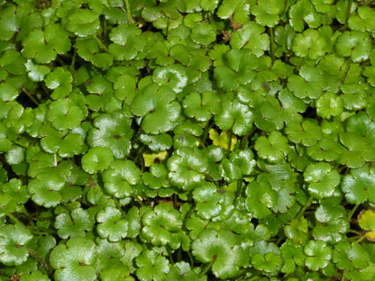 Hydrocotyle Nova Zealand Pond Marginal Plant