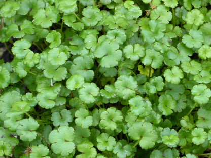 Hydrocotyle Nova Zealand Pond Marginal Plant