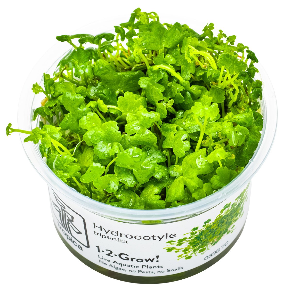 Hydrocotyle tripartita — 1-2-Grow!
