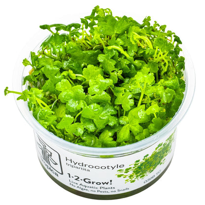 Hydrocotyle tripartita — 1-2-Grow!