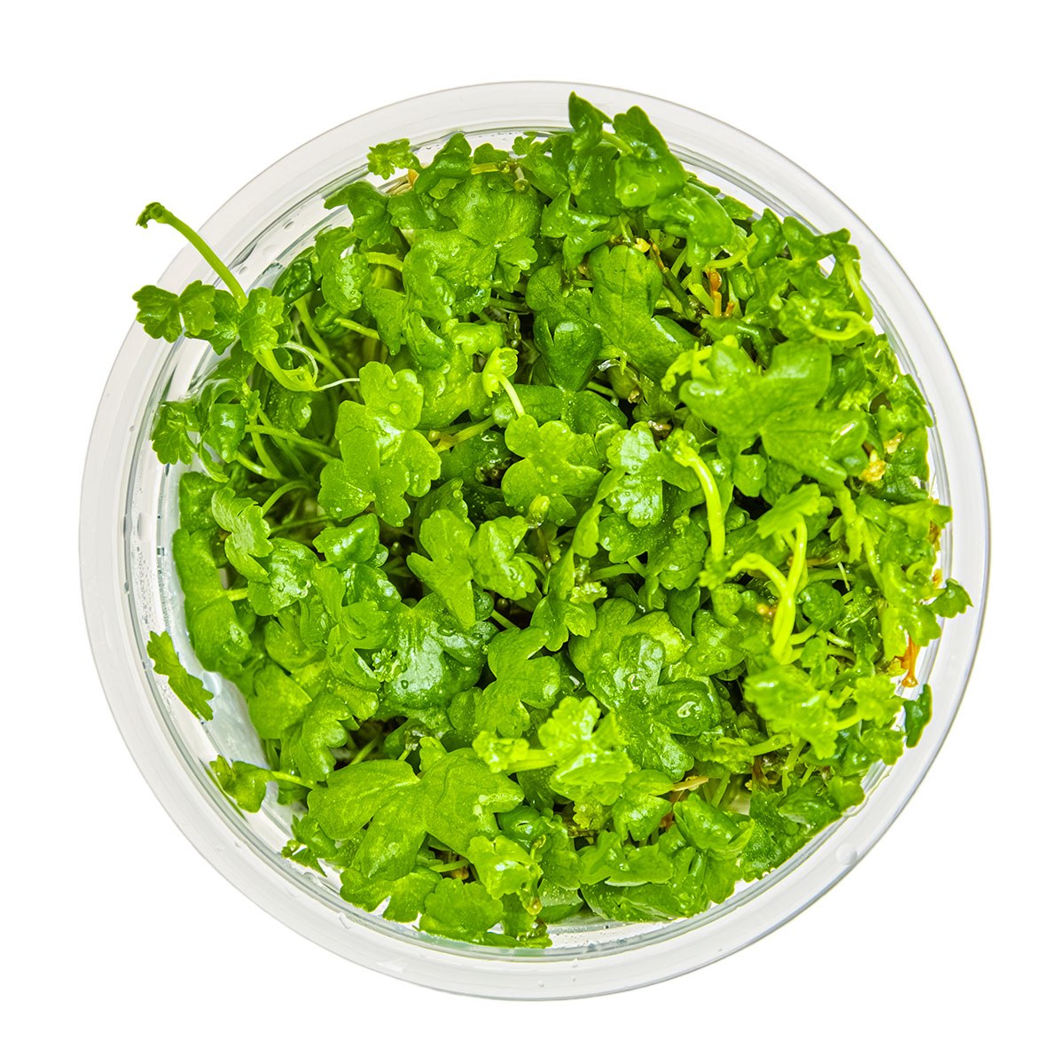 Hydrocotyle tripartita — 1-2-Grow!