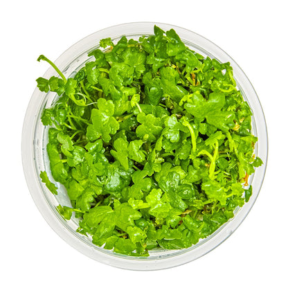 Hydrocotyle tripartita — 1-2-Grow!