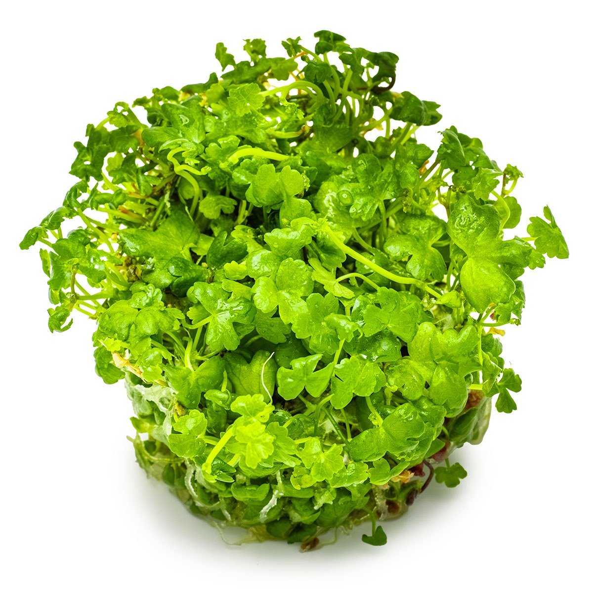 Hydrocotyle tripartita — 1-2-Grow!
