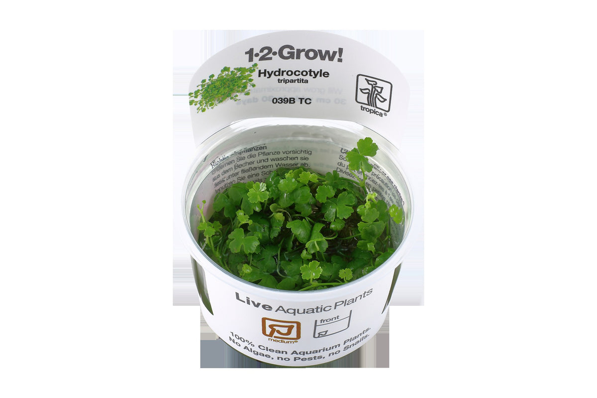 Hydrocotyle tripartita — 1-2-Grow!