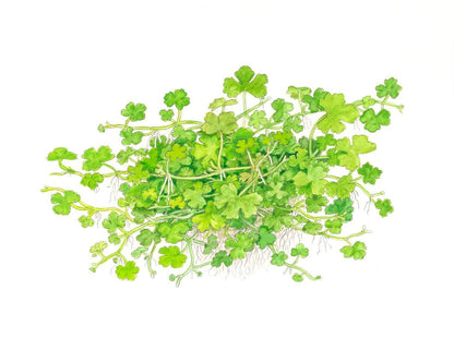 Hydrocotyle tripartita — 1-2-Grow!