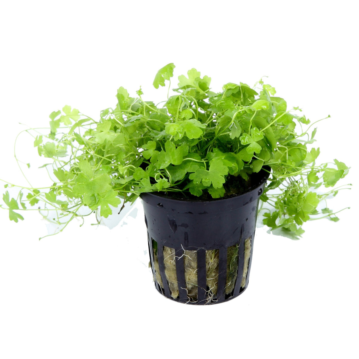 Hydrocotyle tripartita — Potted