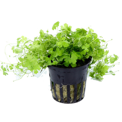 Hydrocotyle tripartita — Potted