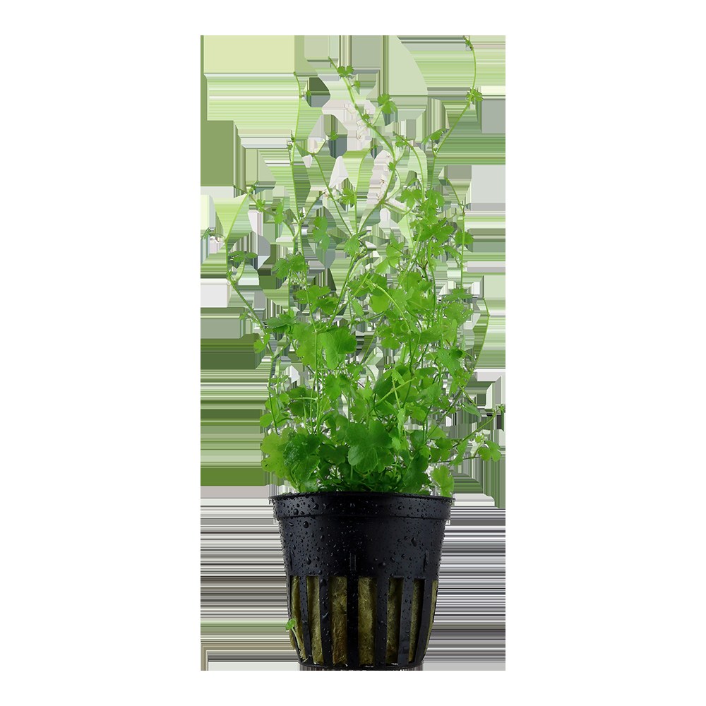Hydrocotyle tripartita — Potted