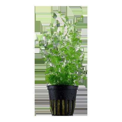 Hydrocotyle tripartita — Potted