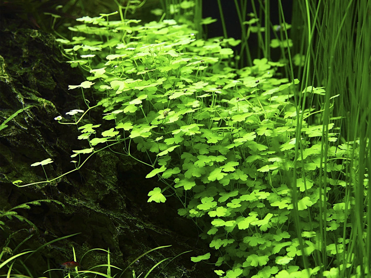 Hydrocotyle tripartita — Potted