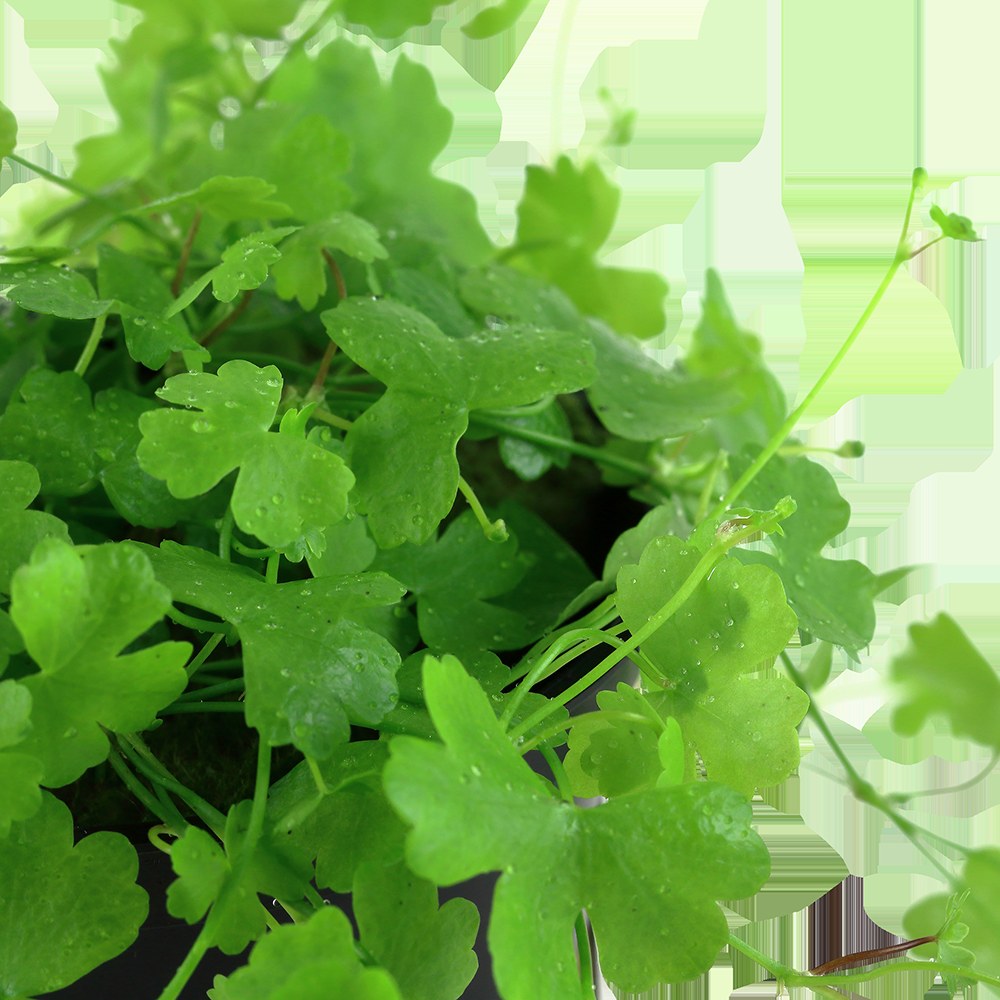 Hydrocotyle tripartita — Potted