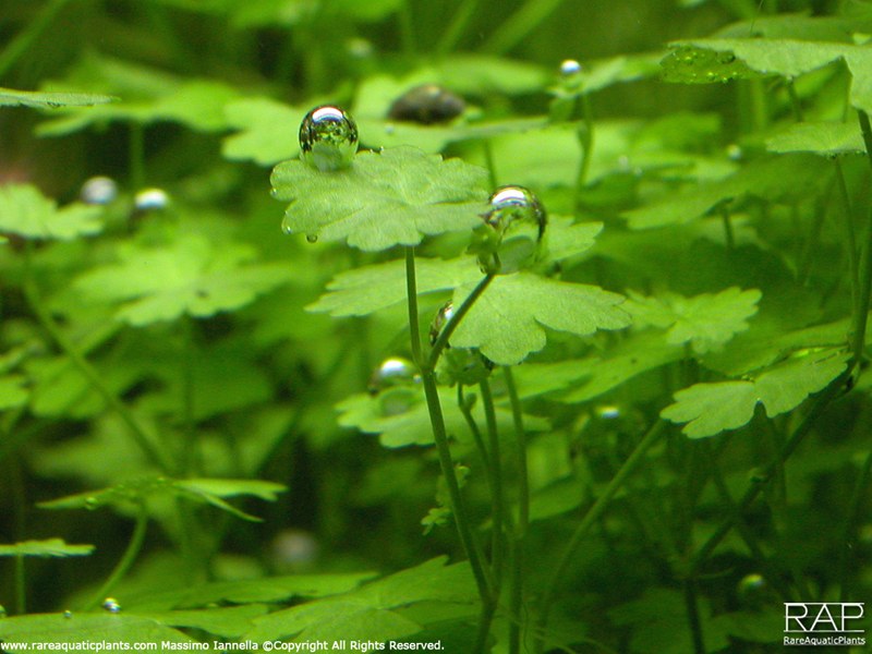 Hydrocotyle tripartita — Potted