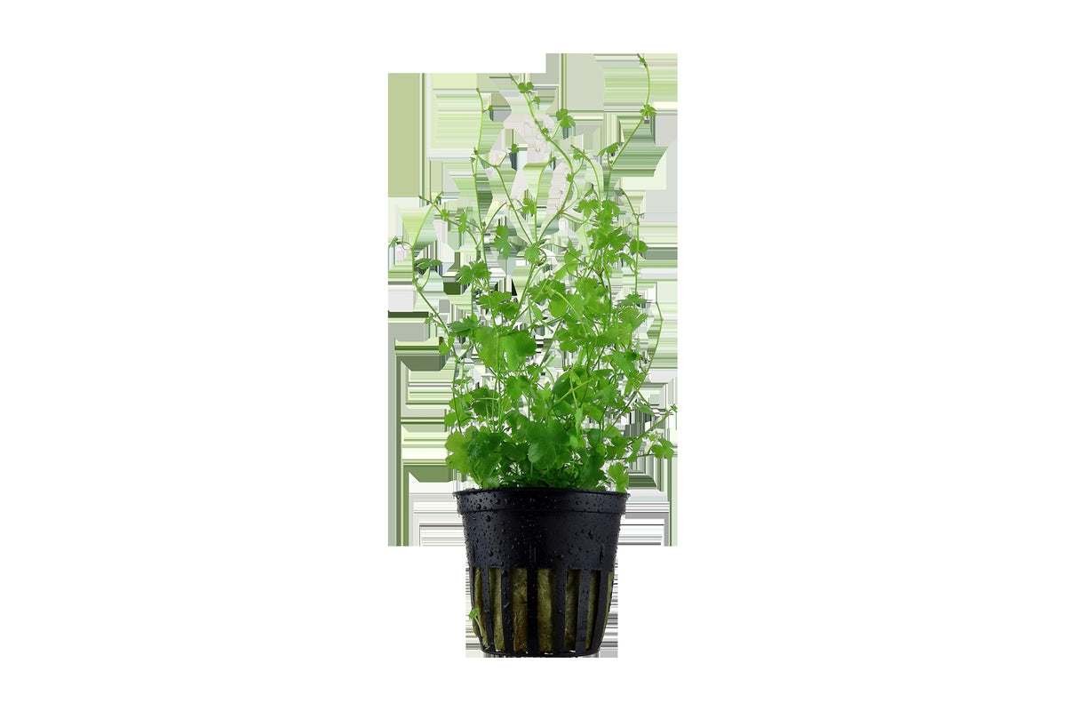 Hydrocotyle tripartita — Potted