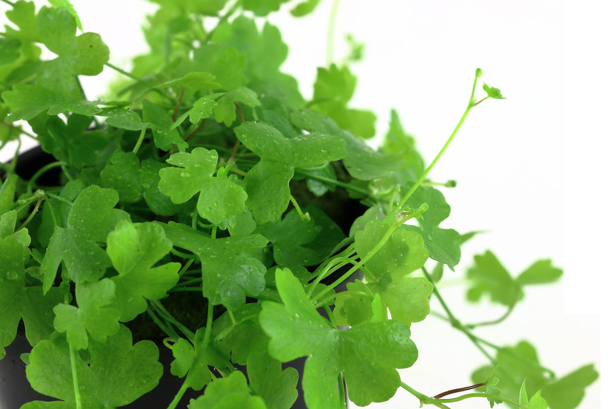 Hydrocotyle tripartita — Potted