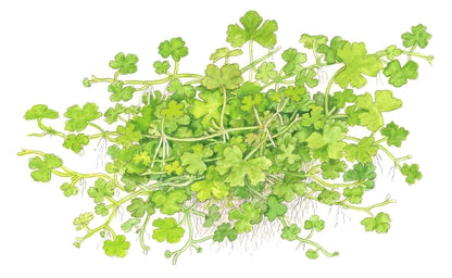Hydrocotyle tripartita — Potted