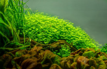 Hydrocotyle tripartita