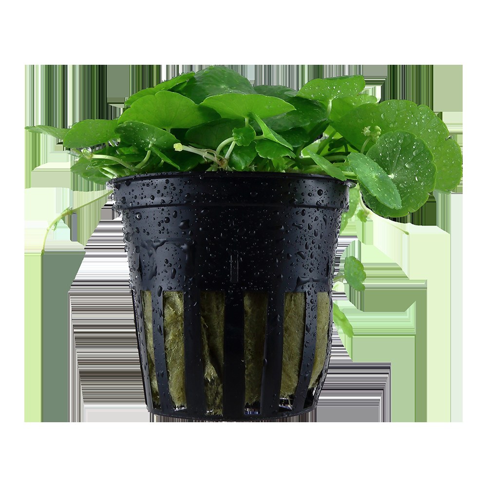 Hydrocotyle verticillata: Potted Aquarium & Pond Plant — Potted