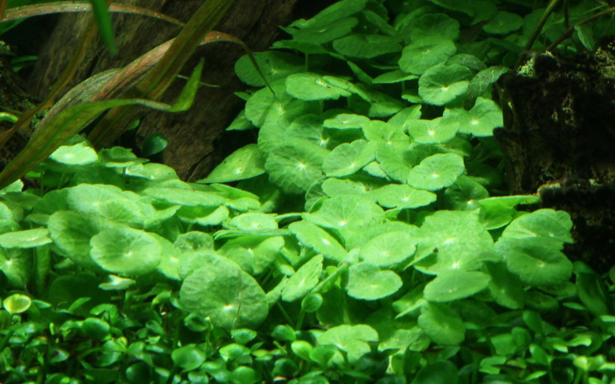 Hydrocotyle verticillata: Potted Aquarium & Pond Plant — Potted