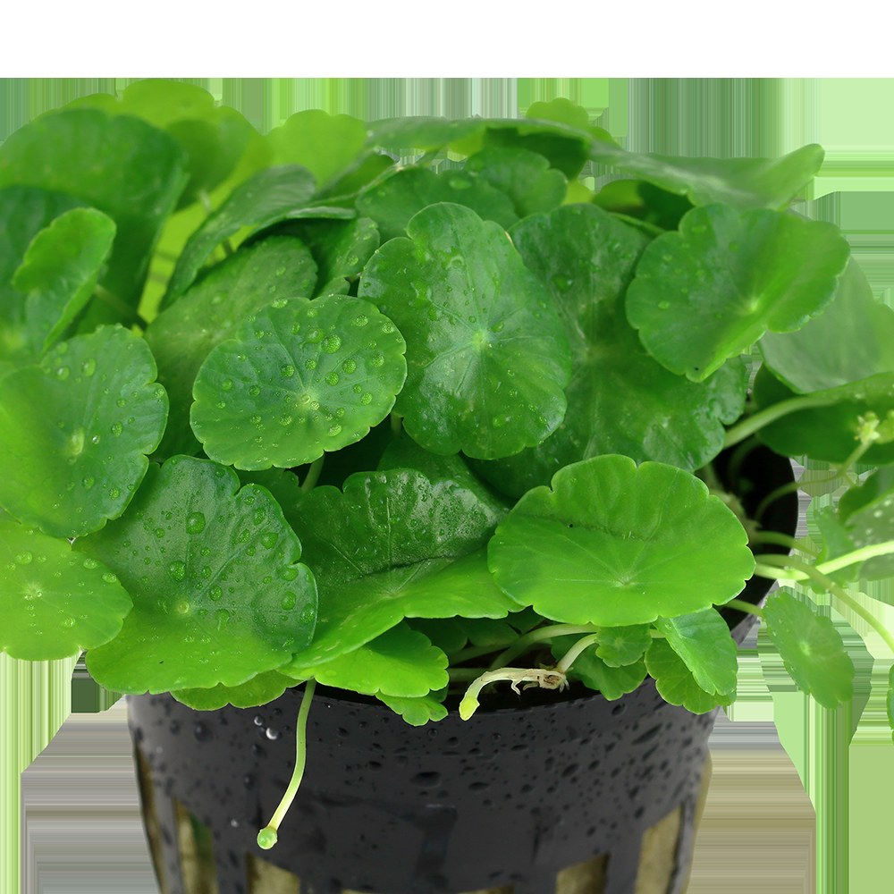 Hydrocotyle verticillata: Potted Aquarium & Pond Plant — Potted