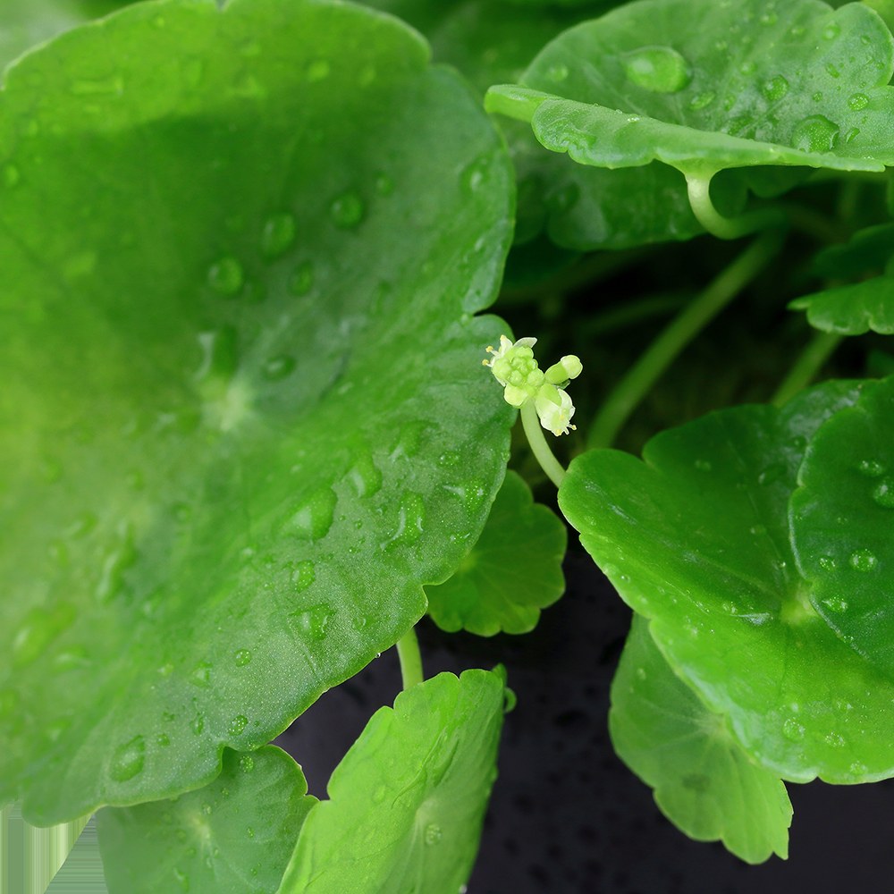 Hydrocotyle verticillata: Potted Aquarium & Pond Plant — Potted