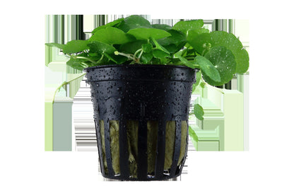 Hydrocotyle verticillata: Potted Aquarium & Pond Plant — Potted
