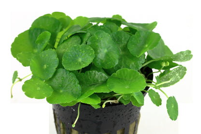 Hydrocotyle verticillata: Potted Aquarium & Pond Plant — Potted