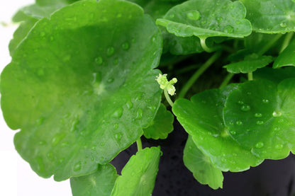Hydrocotyle verticillata: Potted Aquarium & Pond Plant — Potted