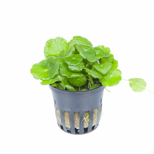 Hydrocotyle verticillata: Potted Aquarium & Pond Plant — Potted