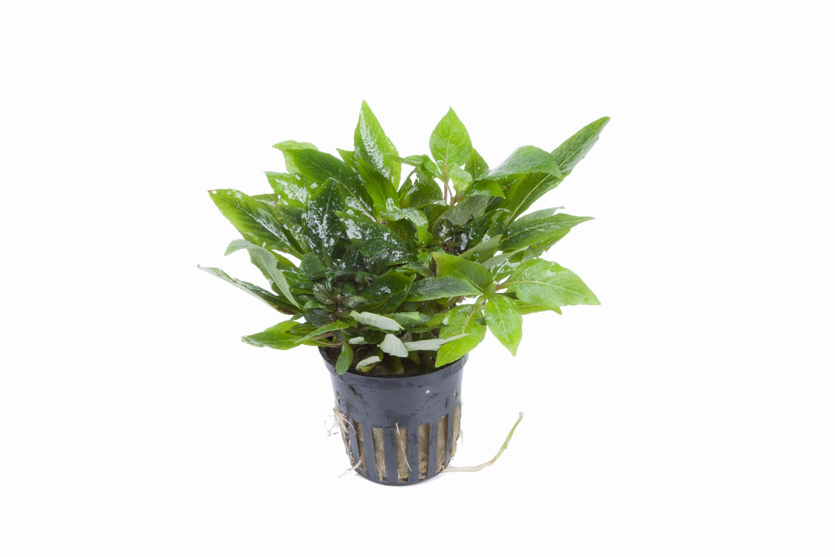 Hygrophila corymbosa 'Compact' Potted Aquarium Plant — Potted