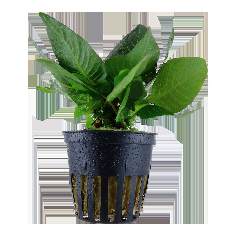 Hygrophila corymbosa 'Compact' Potted Aquarium Plant — Potted