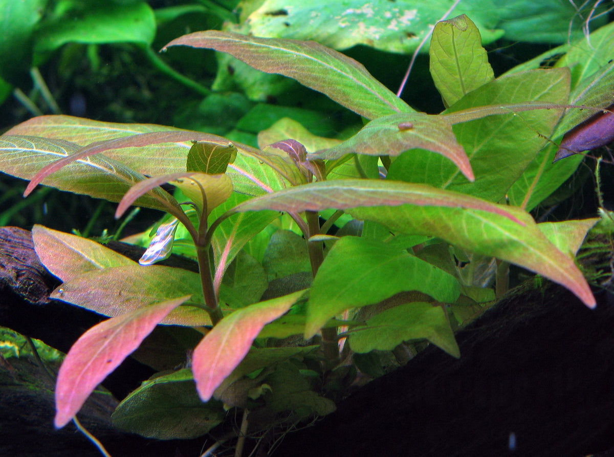 Hygrophila corymbosa 'Compact' Potted Aquarium Plant — Potted