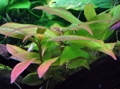Hygrophila corymbosa 'Compact' Potted Aquarium Plant — Potted