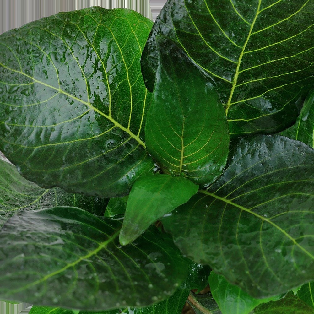 Hygrophila corymbosa 'Compact' Potted Aquarium Plant — Potted