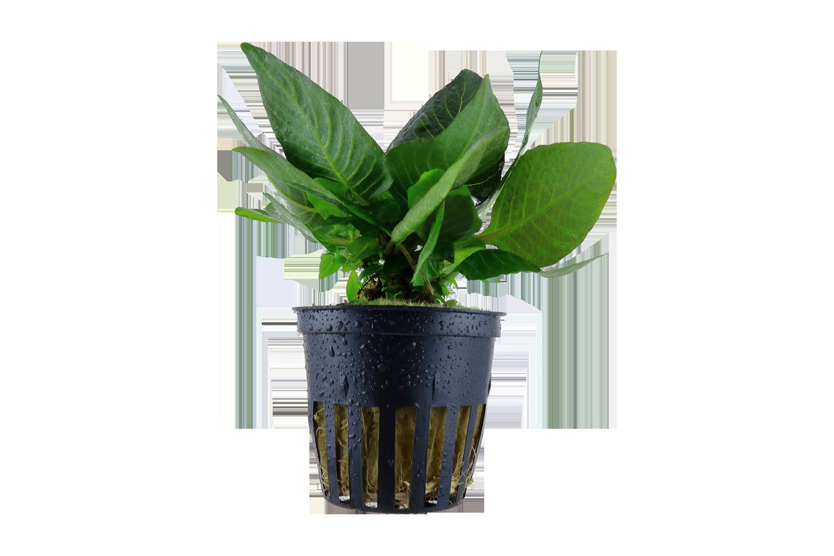 Hygrophila corymbosa 'Compact' Potted Aquarium Plant — Potted