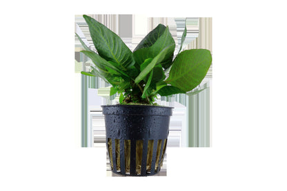 Hygrophila corymbosa 'Compact' Potted Aquarium Plant — Potted