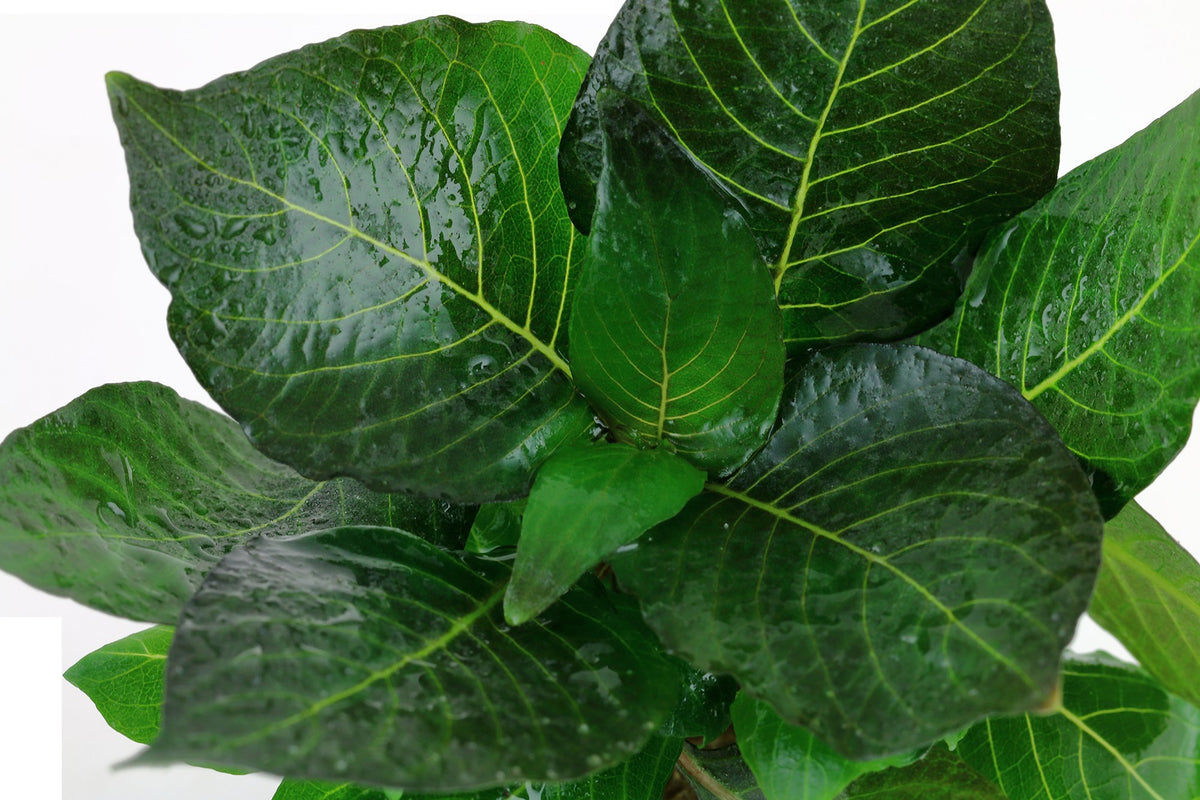 Hygrophila corymbosa 'Compact' Potted Aquarium Plant — Potted