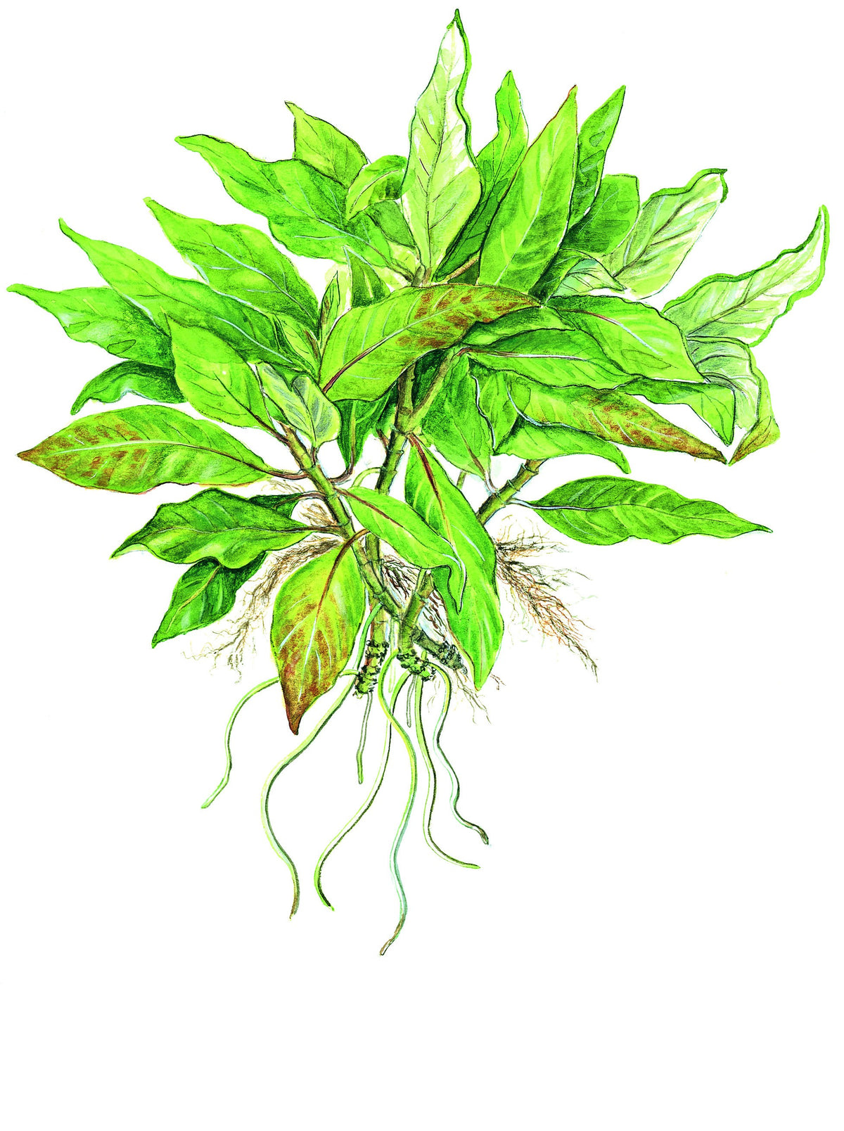 Hygrophila corymbosa 'Compact' Potted Aquarium Plant — Potted
