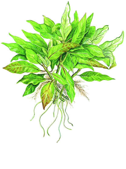 Hygrophila corymbosa 'Compact' Potted Aquarium Plant — Potted