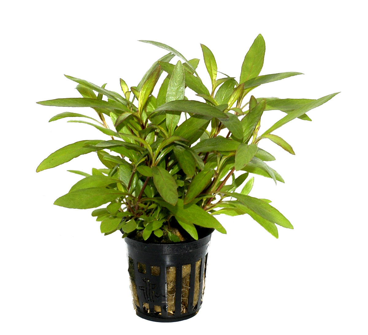Hygrophila corymbosa 'Siamensis 53B' - Potted Aquarium Plant — Potted