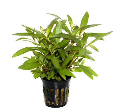 Hygrophila corymbosa 'Siamensis 53B' - Potted Aquarium Plant — Potted