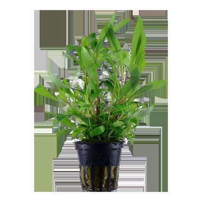 Hygrophila corymbosa 'Siamensis 53B' - Potted Aquarium Plant — Potted