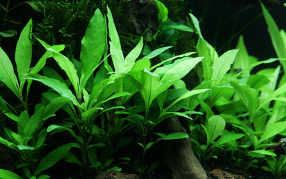 Hygrophila corymbosa 'Siamensis 53B' - Potted Aquarium Plant — Potted