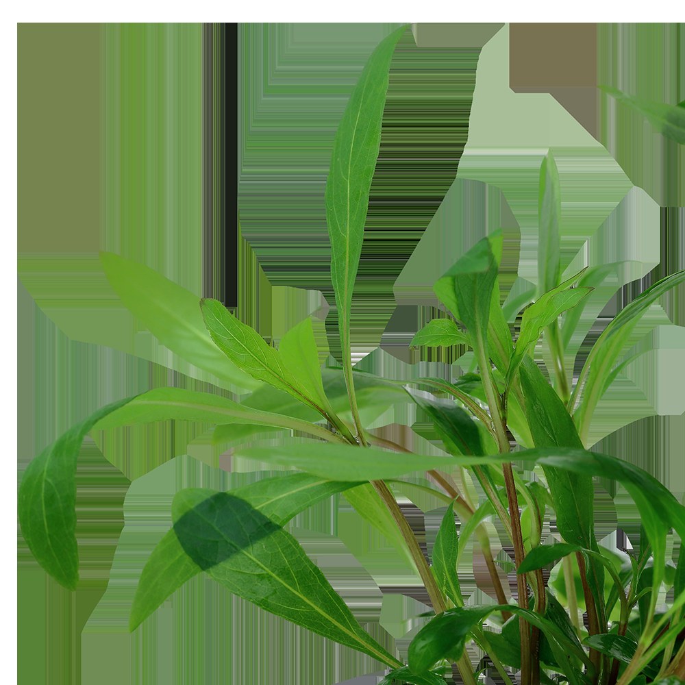 Hygrophila corymbosa 'Siamensis 53B' - Potted Aquarium Plant — Potted