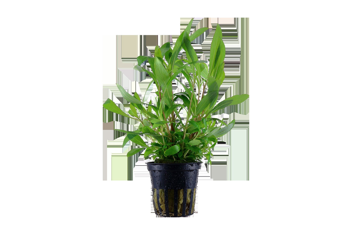 Hygrophila corymbosa 'Siamensis 53B' - Potted Aquarium Plant — Potted