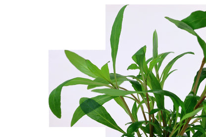 Hygrophila corymbosa 'Siamensis 53B' - Potted Aquarium Plant — Potted