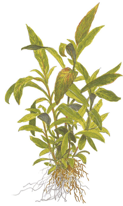 Hygrophila corymbosa 'Siamensis 53B' - Potted Aquarium Plant — Potted