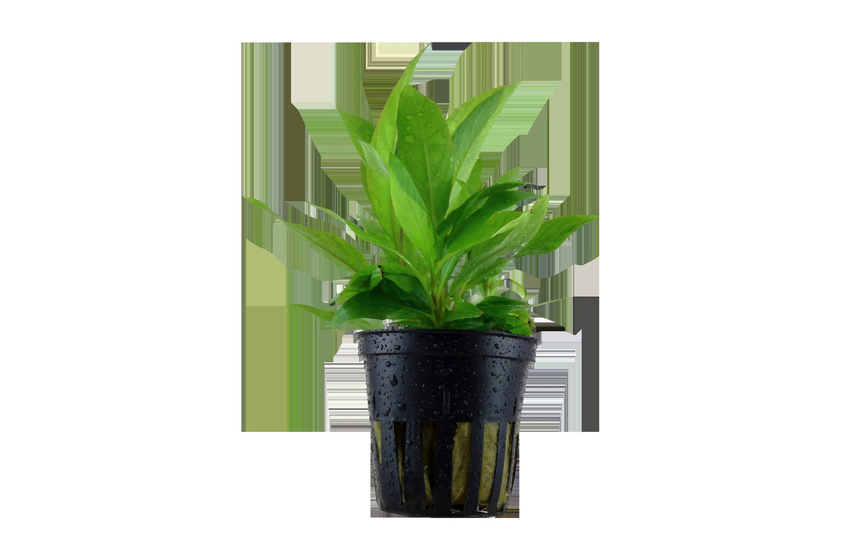 Hygrophila corymbosa 'Stricta' Aquarium Plant