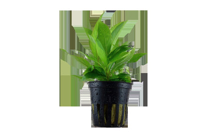 Hygrophila corymbosa 'Stricta' Aquarium Plant